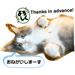[LINEスタンプ] ノルウェージャンフォレストキャット 猫の画像（メイン）