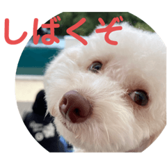 [LINEスタンプ] ぽったんの日常