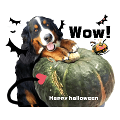 [LINEスタンプ] 【英語版】可愛い超大型犬ハロウィン X'mas