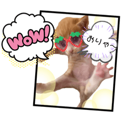 [LINEスタンプ] チャトラ 保護猫2週間～フレーム日常