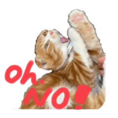 [LINEスタンプ] 我が家の茶々丸 ''第2弾''