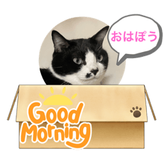 [LINEスタンプ] はちわれ日和＊なな5＊