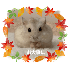 [LINEスタンプ] ほっこりハムスター♡日常会話③