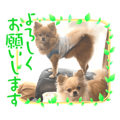 [LINEスタンプ] ☆くぅもこスタンプ☆