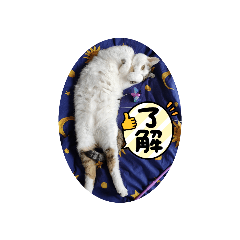 [LINEスタンプ] ねこ大好き〜モカ