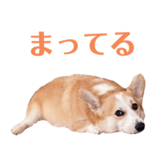 [LINEスタンプ] コーギーのレイちゃん