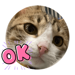 [LINEスタンプ] コネとマイの猫スタンプ