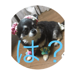 [LINEスタンプ] なかざと家animals