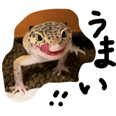 [LINEスタンプ] レオパのジョンくんです。目がキュート♪
