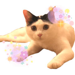 [LINEスタンプ] ちゃちゃチャンのスタンプ