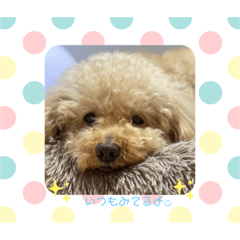 [LINEスタンプ] わんこの日常と挨拶