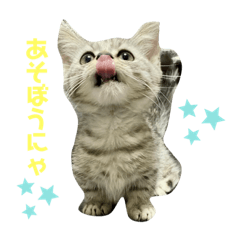 [LINEスタンプ] ミヌエットのちるくんです