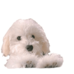 [LINEスタンプ] イヌ！！！！！！！！！