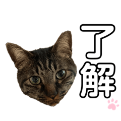 [LINEスタンプ] こてにゃんむぎにゃん