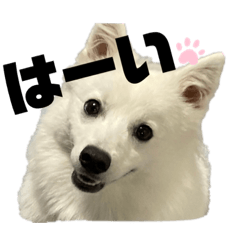 [LINEスタンプ] 日本スピッツらてちゃん