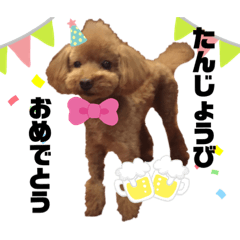 [LINEスタンプ] 愛犬コナちゃんスタンプ