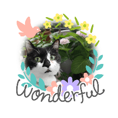 [LINEスタンプ] ねこ大好き〜オペラ