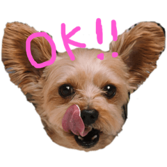 [LINEスタンプ] ボクの名前はコタロウ