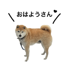 [LINEスタンプ] きよしと愉快な仲間たち