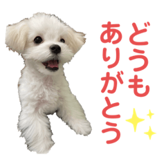 [LINEスタンプ] 【嫁の笑顔が見たくって】ルル坊スタンプ☆の画像（メイン）