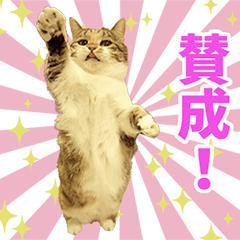 [LINEスタンプ] 渋谷家の猫様達