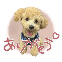 [LINEスタンプ] 我が家のノアたん。