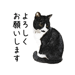 [LINEスタンプ] ハチワレ猫のアート風スタンプ