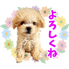 [LINEスタンプ] もこ吉