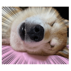 [LINEスタンプ] りおの生活
