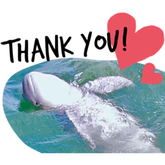 [LINEスタンプ] 海。空撮スタンプ(12)