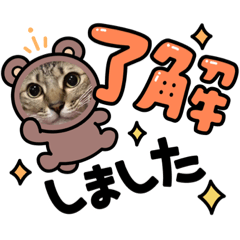 [LINEスタンプ] ギジトラ、シャム、風景案内バスNew茶トラ