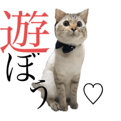 [LINEスタンプ] トマトな日々。(我が猫の自己満スタンプ)