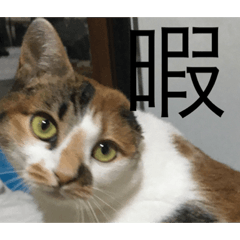 [LINEスタンプ] 猫のスタンプリリリリメイク