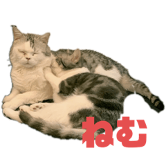 [LINEスタンプ] ココとウィル
