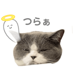 [LINEスタンプ] まろちゃんスタンプ☆