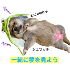 [LINEスタンプ] 紫友会 わんにゃん✨