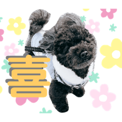 [LINEスタンプ] 黒プーのすぅちゃんスタンプ