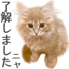 [LINEスタンプ] マンチカン猫のもんちゃん写真スタンプ