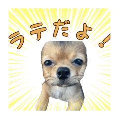 [LINEスタンプ] 日常で使える！可愛いラテ様スタンプ