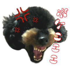 [LINEスタンプ] トイプードルブラックタン0127