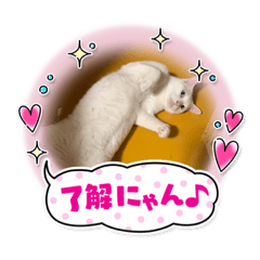 [LINEスタンプ] 8にゃんずの日常