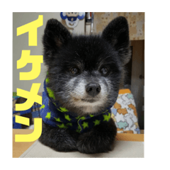 [LINEスタンプ] 心がワチワチ！愛犬スタンプ