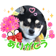 [LINEスタンプ] ちびまるトークスタンプ