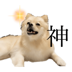 [LINEスタンプ] たぬの兄貴