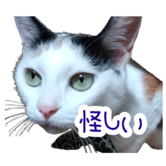 [LINEスタンプ] 寺猫ぱるにゃん2