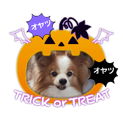[LINEスタンプ] ぱぴぱぴパピヨン38