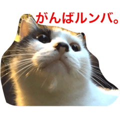 [LINEスタンプ] ゴーゴー外にゃんず