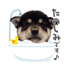 [LINEスタンプ] 柴犬まりもの日常