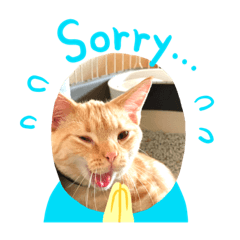 [LINEスタンプ] マンチカンこう
