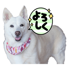 [LINEスタンプ] 白犬アルル(実写)